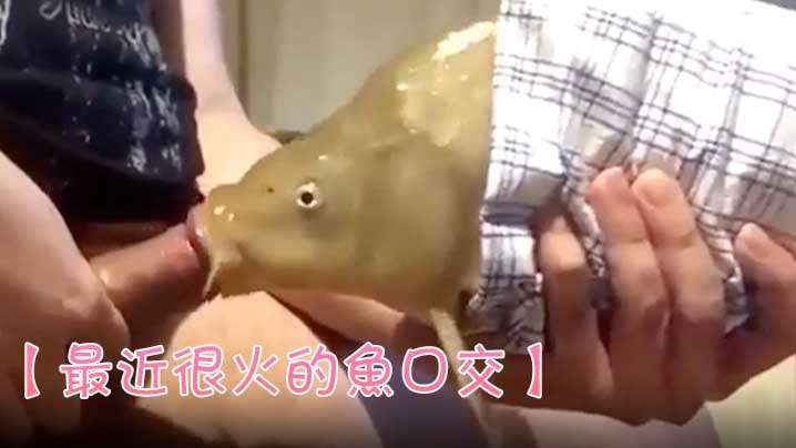 [recently very hot fish blowjob] fish are forced to go to sea