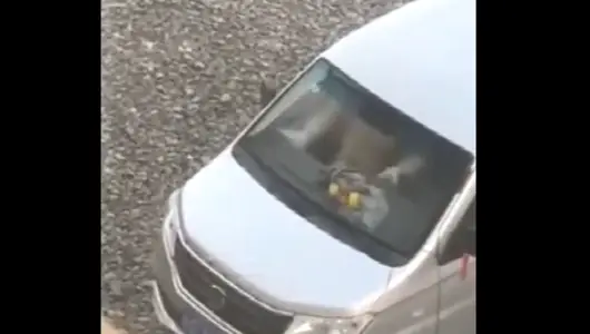 I think people can't see the car shock in broad daylight..